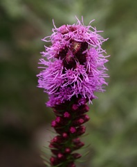 IMG_4130a.jpg
